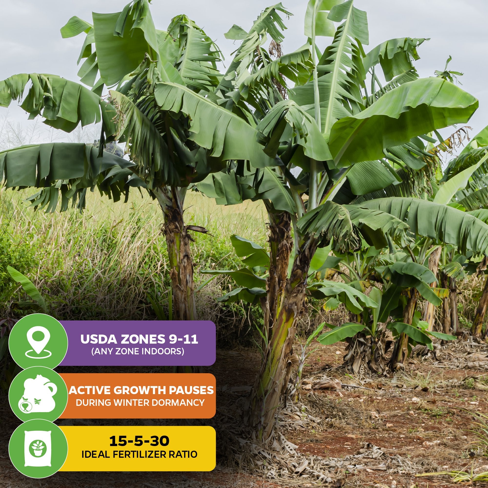 Lacatan Banana (Lakatan) - Musa – Wellspring Gardens