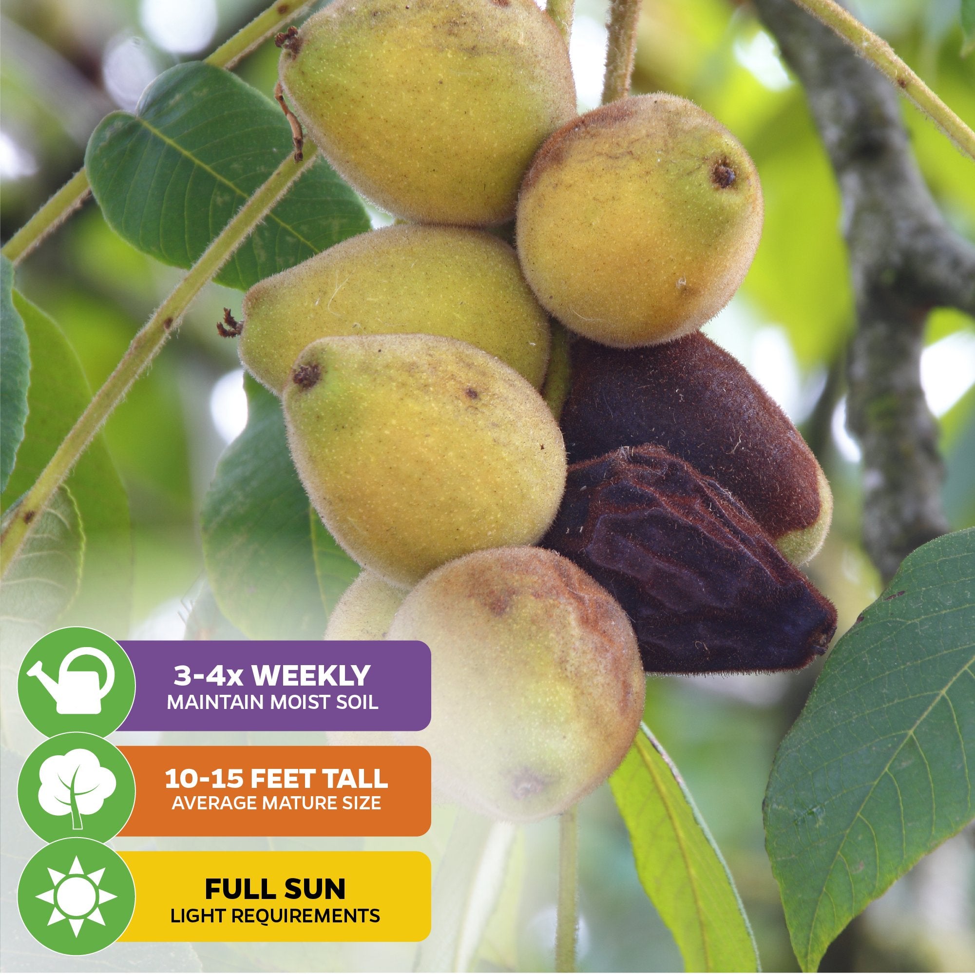 A cluster of Celeste Fig (Honey/Sugar Fig) fruits from Wellspring Gardens hangs on a tree branch with green leaves. Overlays: water 3–4× weekly, grows 10–15 ft tall, self-pollinating, and needs full sun.