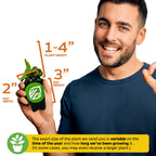 A smiling man holds a Wellspring Gardens Elephant Staghorn Fern (Platycerium elephantotis) in a pot (plant height: 1–4", pot: 3" high, 2" wide). Size varies seasonally; sometimes larger. Suitable for indoor or outdoor use.