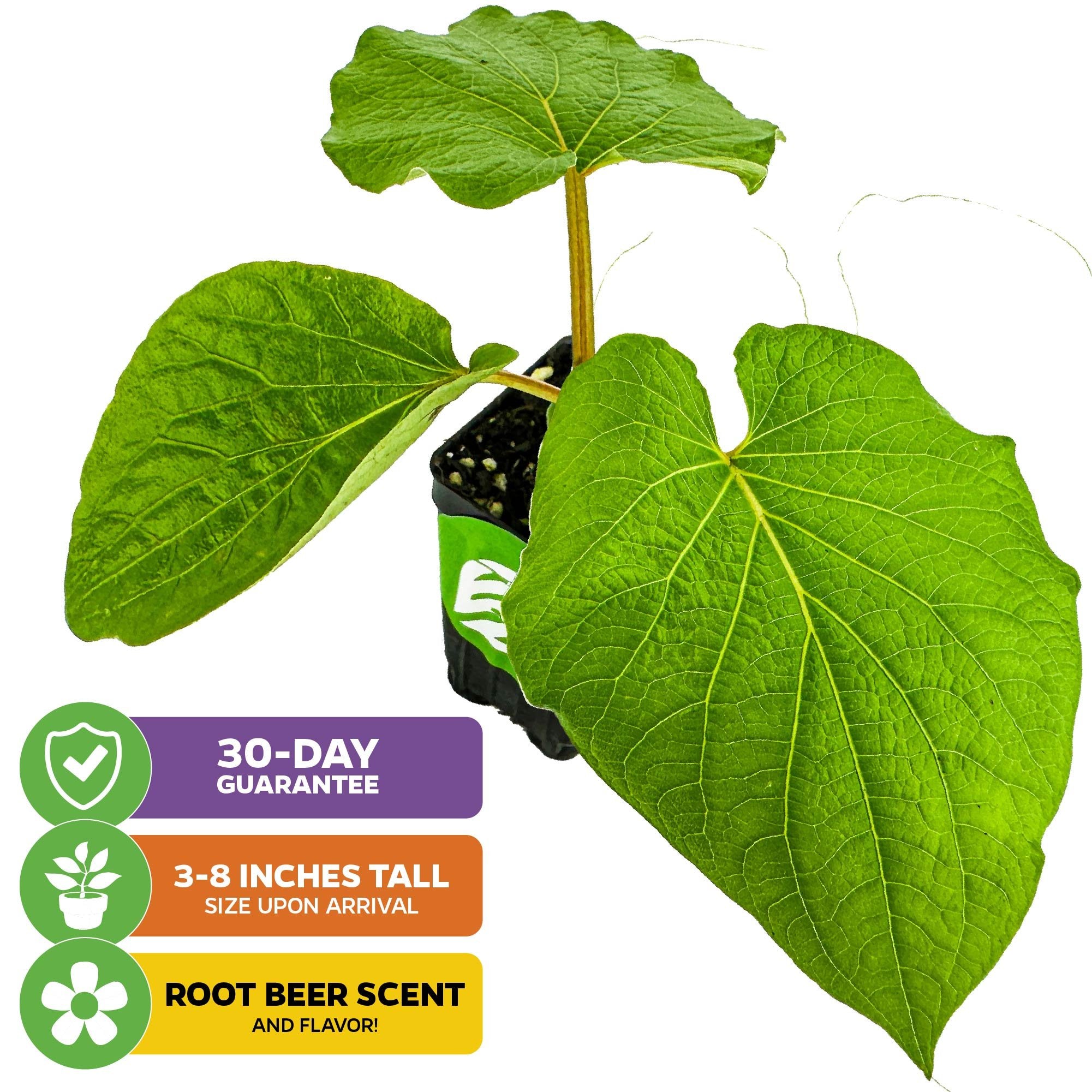 The Wellspring Gardens Mexican Pepperleaf (Hoja Santa Root Beer Leaf Plant, Piper auritum) arrives 3-8" tall, with large green leaves and a root beer scent. Includes a 30-day guarantee. Also called Hoja Santa or Root Beer Leaf.