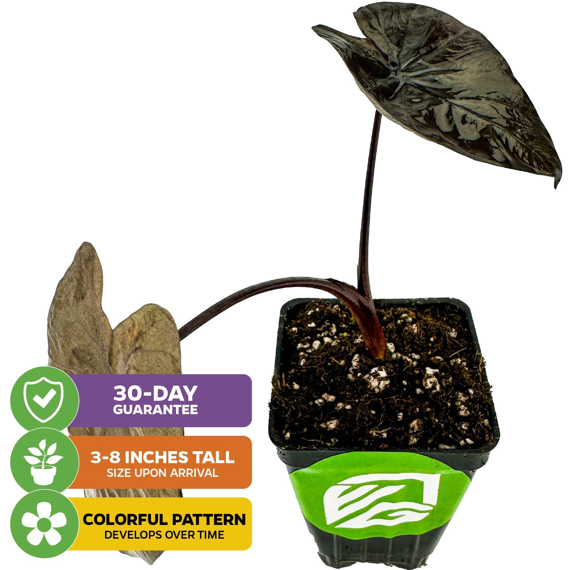 The Tropical Storm Elephant Ear (Colocasia esculenta) by Wellspring Gardens is a compact potted plant with dark, heart-shaped leaves. Arrives 3–8" tall, features a colorful pattern over time, and includes a 30-day guarantee.