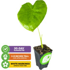 A Wellspring Gardens White Lava Elephant Ear (Colocasia) with heart-shaped leaves arrives 3-8 inches tall in a small black pot. Three labels note: 30-day guarantee, white markings develop over time, and plant size on arrival.
