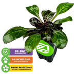 The Wellspring Gardens Cardinal Flower (Lobelia cardinalis) arrives 3–8" tall in a pot, with broad green leaves and vivid red flower spikes that attract hummingbirds. Graphics show a 30-day guarantee.