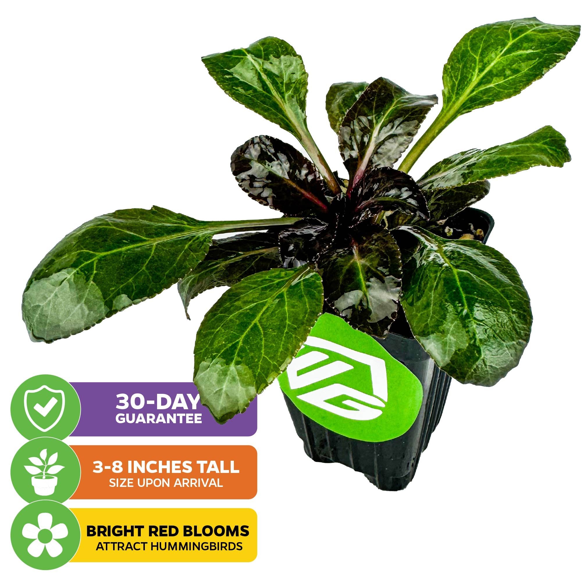The Wellspring Gardens Cardinal Flower (Lobelia cardinalis) arrives 3–8" tall in a pot, with broad green leaves and vivid red flower spikes that attract hummingbirds. Graphics show a 30-day guarantee.