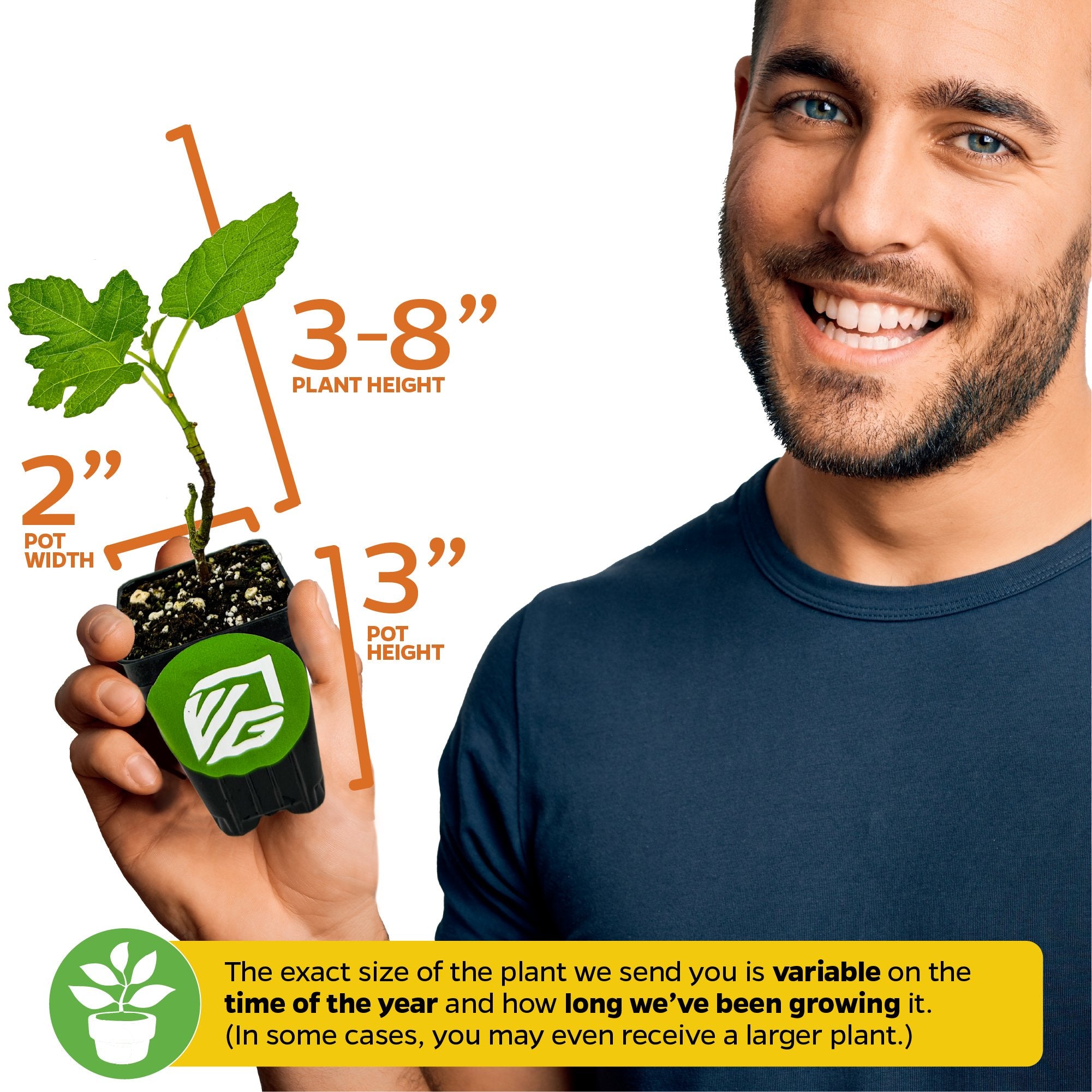 A smiling man holds a Wellspring Gardens Letizia Fig (Ficus carica), 3–8" tall and 2" wide in a 3" pot with green leaves. Plant size may vary by season and growth stage.