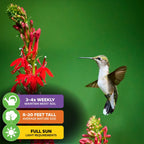 A hummingbird hovers by red Cardinal Flower (Lobelia cardinalis, Wellspring Gardens) spikes. Icons show they need moist soil 3-4x/week, full sun, and reach 8-20 ft. A blurred green background completes the scene.
