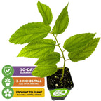 A potted Yellow Jamaican Cherry Tree (Muntingia calabura) from Wellspring Gardens, with vibrant green leaves, sits above three icons: 30-day guarantee, 3-8 inches tall upon arrival, and drought tolerant but enjoys watering.