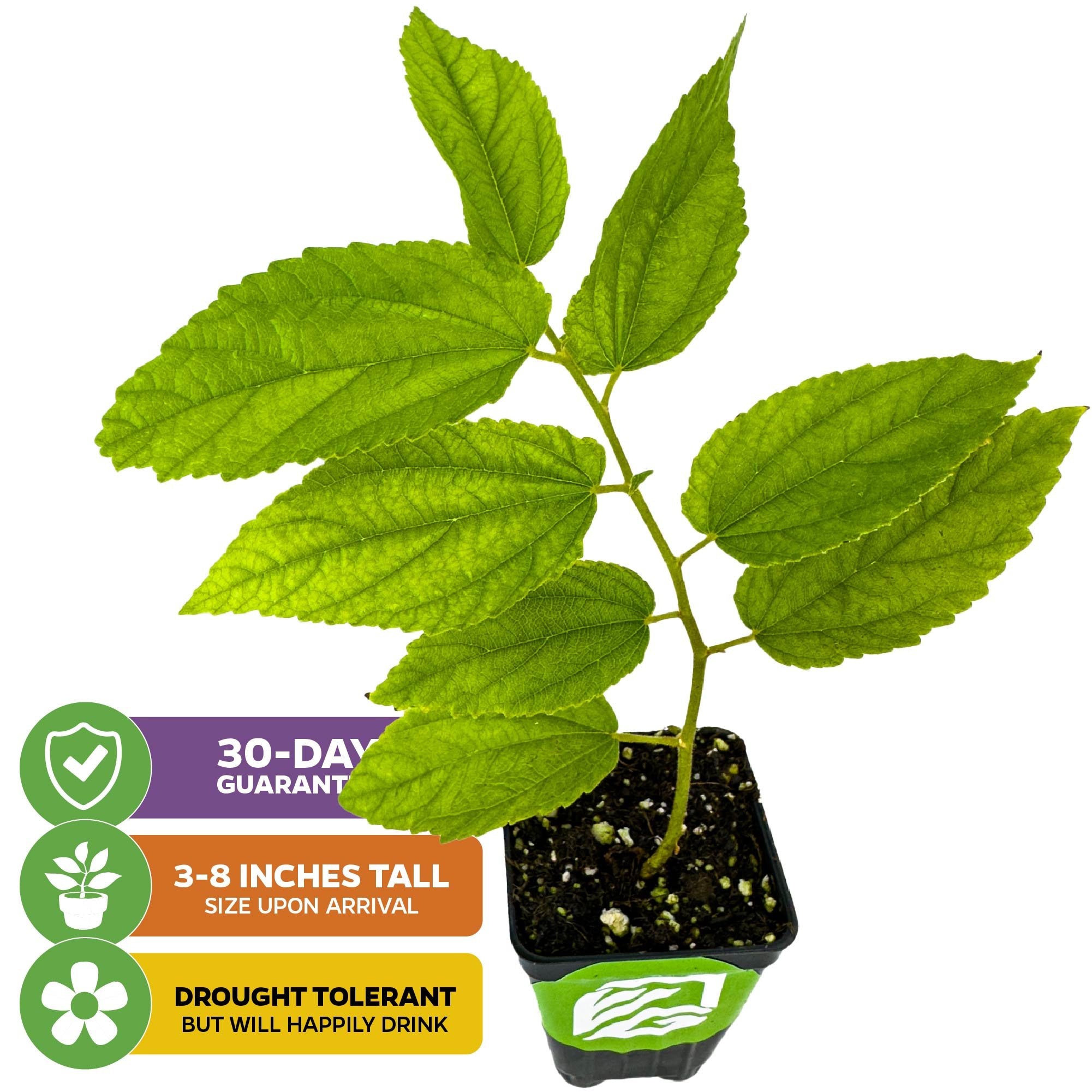 A potted Yellow Jamaican Cherry Tree (Muntingia calabura) from Wellspring Gardens, with vibrant green leaves, sits above three icons: 30-day guarantee, 3-8 inches tall upon arrival, and drought tolerant but enjoys watering.