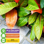 A cluster of colorful Philodendron Prince of Orange leaves from Wellspring Gardens sits by a stone path, with info boxes on USDA zones, winter growth pause, and a 1:1:1 fertilizer ratio.