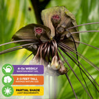 Close-up of Wellspring Gardens’ Black Bat Flower Plant (Tacca chantrieri), showing dark petals and long whiskers. Needs water 4-5x weekly, partial shade, grows 2-3 ft. Blurred green leaves highlight this striking indoor plant.