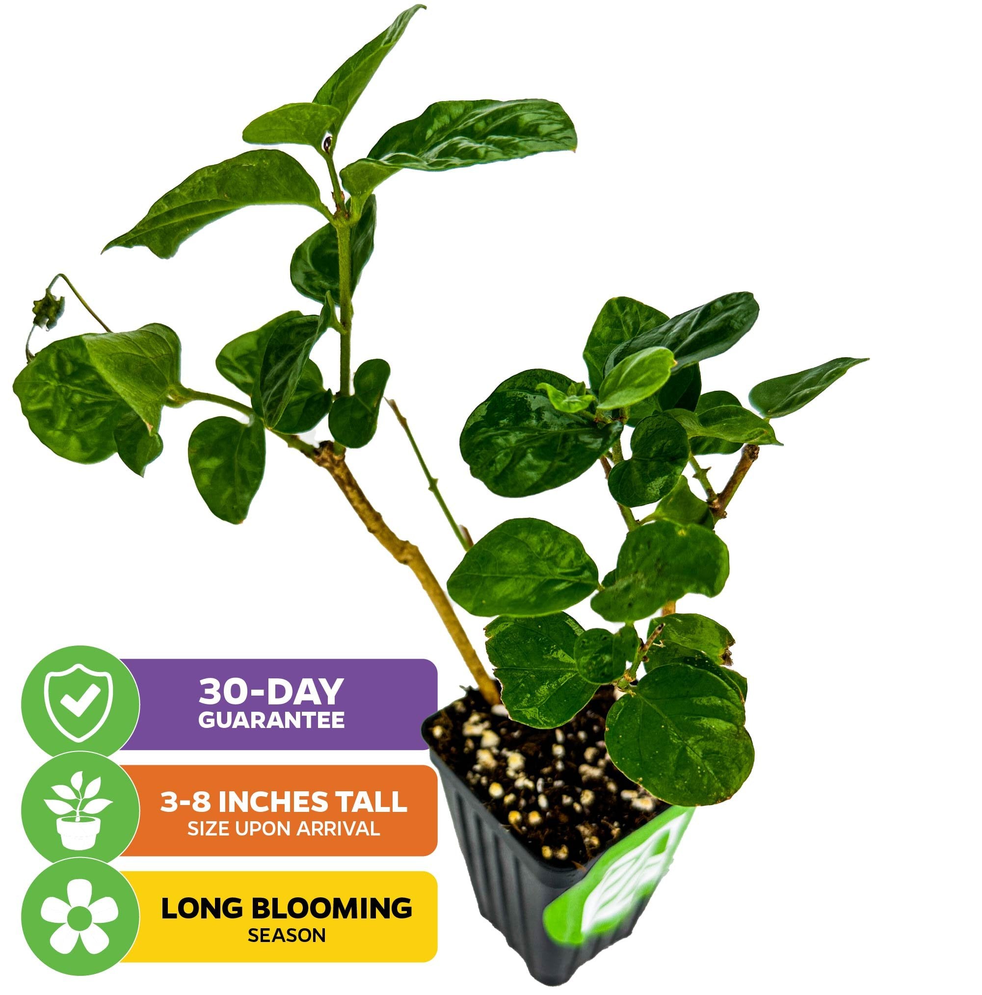 Jasmines – Wellspring Gardens