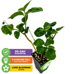 A small Maid of Orleans Jasmine (Jasminum sambac) by Wellspring Gardens, 3-8" tall, with fragrant green leaves and brown stems. Image notes a 30-day guarantee and long blooming season. The evergreen shrub is set on a white background.