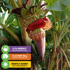 Close-up of a Grand Nain Banana (Musa acuminata) from Wellspring Gardens with lush green leaves, a large purple flower, and ripening bananas. Icons: water 6-7x/week, height 8-10 ft, prefers mostly sunny light.