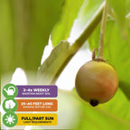 Close-up of a round yellow fruit on the Yellow Jamaican Cherry Tree - Muntingia calabura by Wellspring Gardens, with green leaves behind. Overlay icons: water 3-4x weekly, grows 25-40 ft., thrives in full/partial sun.