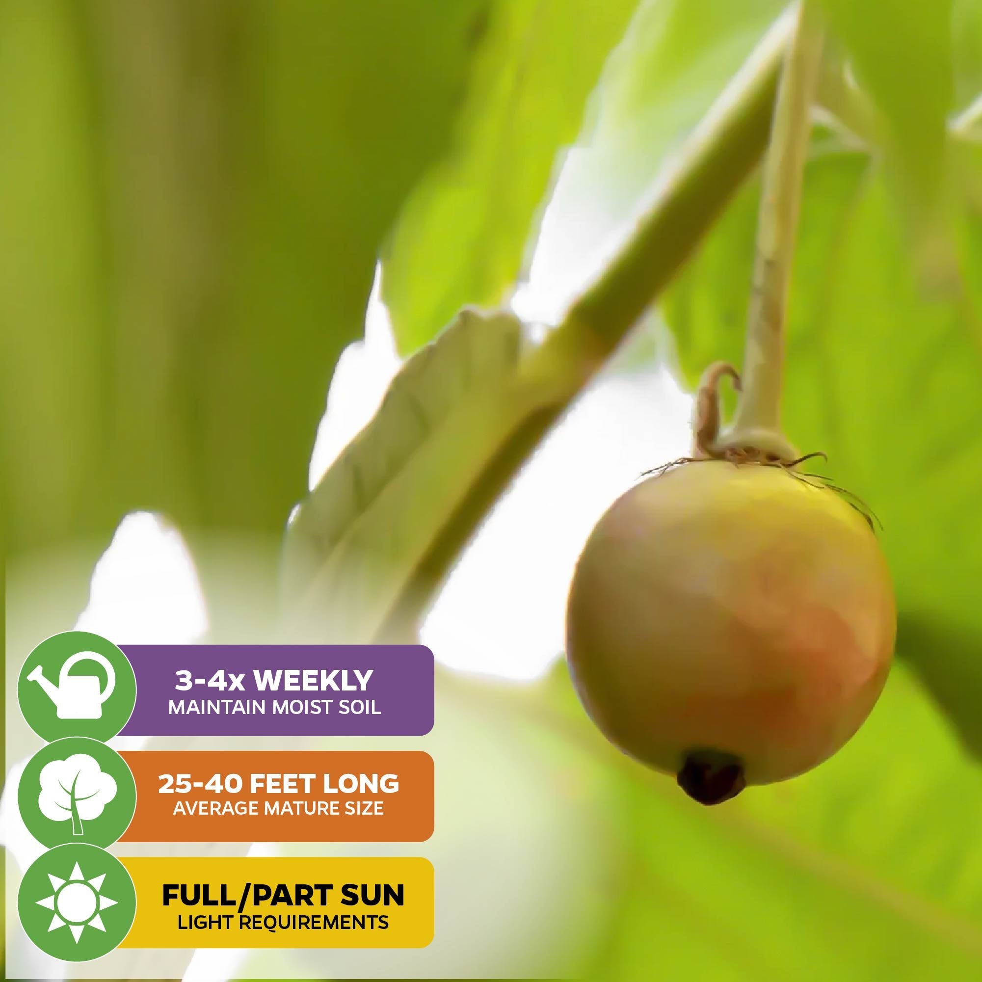 Close-up of a round yellow fruit on the Yellow Jamaican Cherry Tree - Muntingia calabura by Wellspring Gardens, with green leaves behind. Overlay icons: water 3-4x weekly, grows 25-40 ft., thrives in full/partial sun.