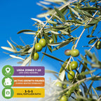 Close-up of Wellspring Gardens Coratina Olive Tree (Olea europaea) fruit on a branch against blue sky. Text overlays: grows in USDA zones 7–10, needs winter dormancy, and thrives with balanced 1-1-1 fertilizer.