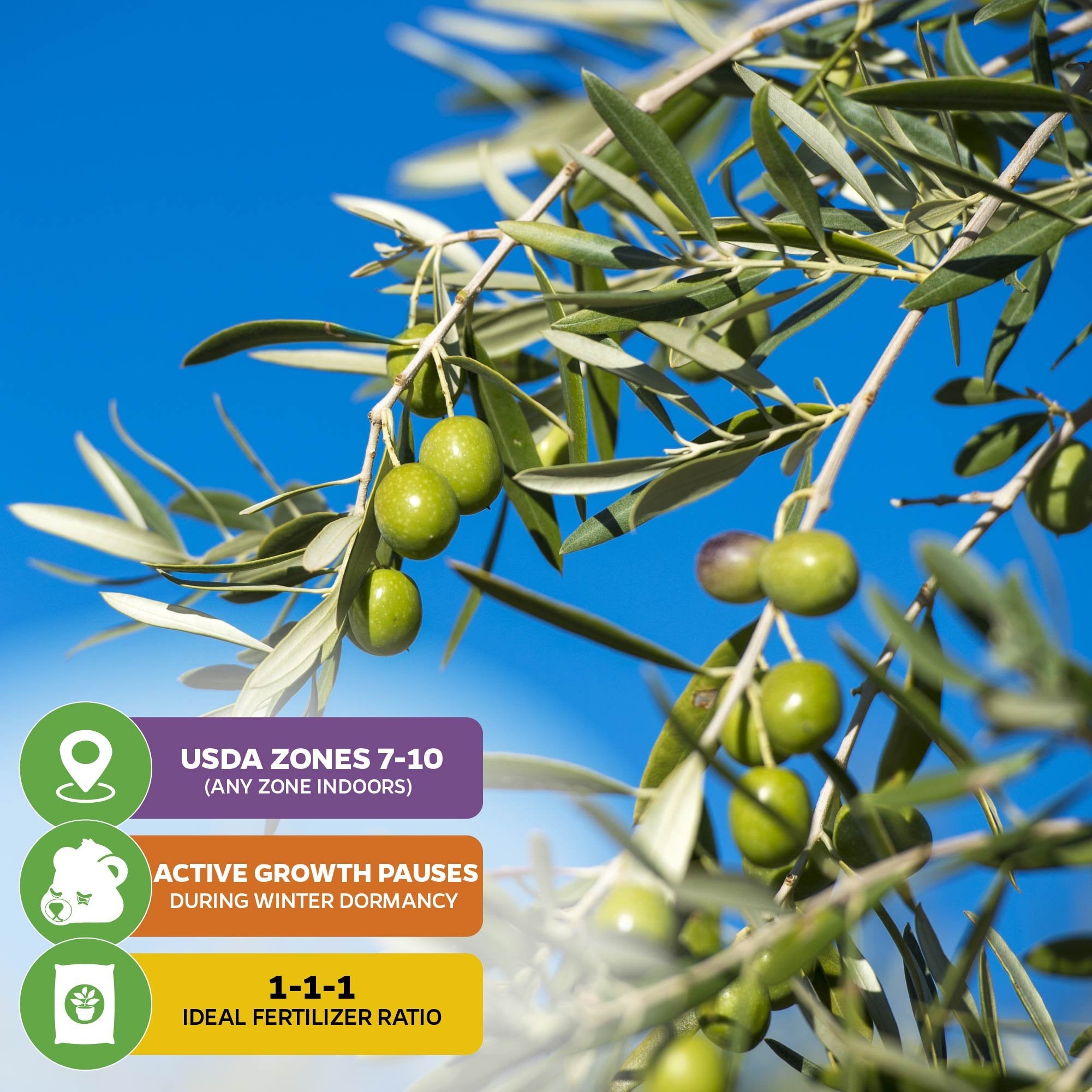 Close-up of Wellspring Gardens Coratina Olive Tree (Olea europaea) fruit on a branch against blue sky. Text overlays: grows in USDA zones 7–10, needs winter dormancy, and thrives with balanced 1-1-1 fertilizer.