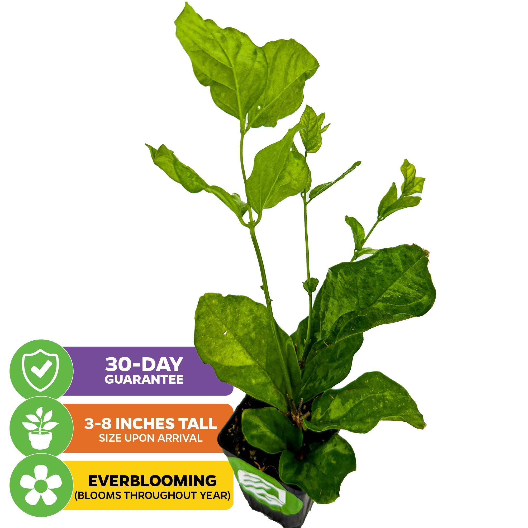 The Wellspring Gardens Belle of India Jasmine (Jasminum sambac 'Belle of India') arrives 3-8" tall in a pot, offers fragrant everblooming flowers year-round, and comes with a 30-day guarantee—ideal for patios.
