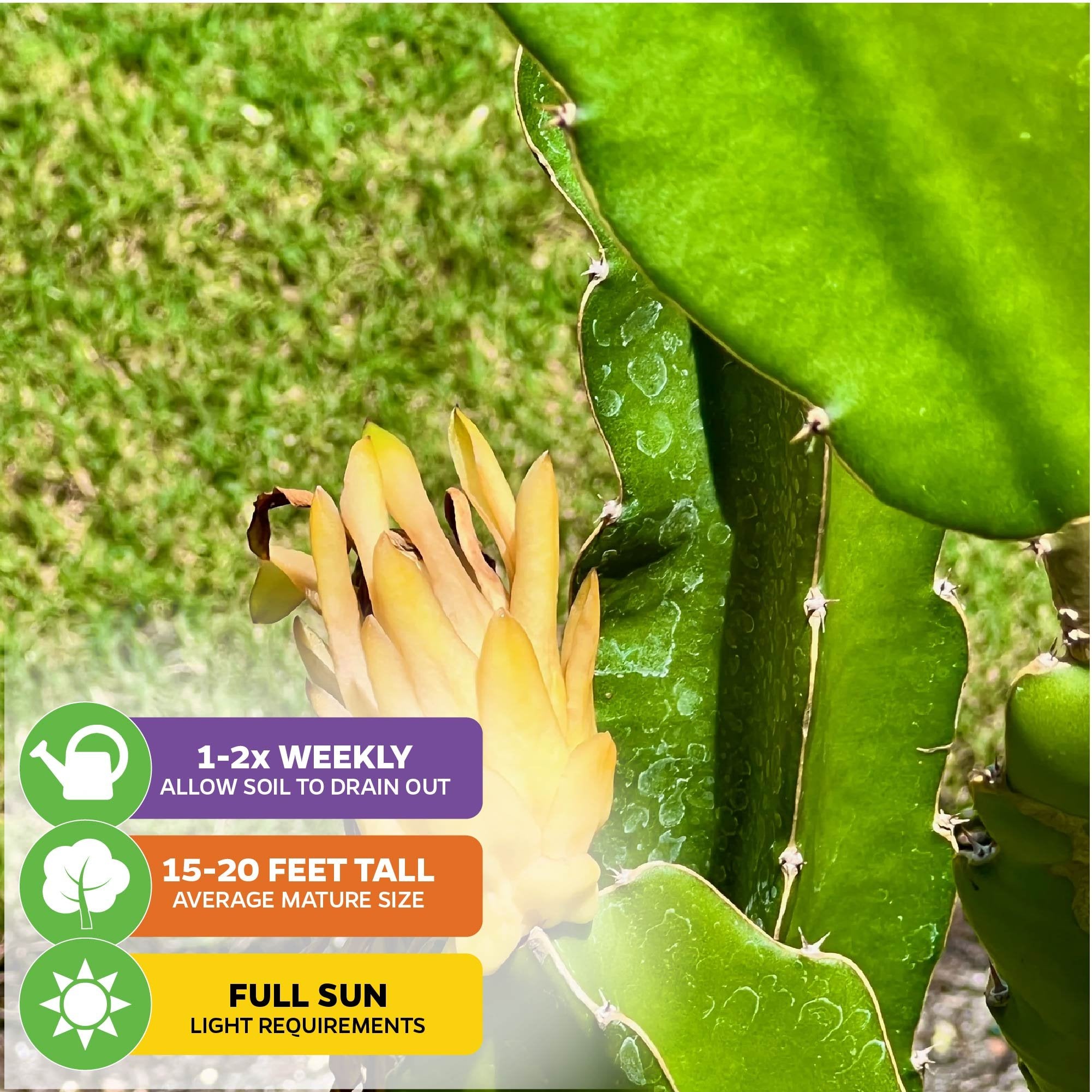 Close-up of Wellspring Gardens’ Yellow Dragon Fruit (Selenicereus megalanthus) with a yellow bud. Care tips: water 1–2x per week, grows 15–20 ft, needs full sun. Grass is visible in the background.