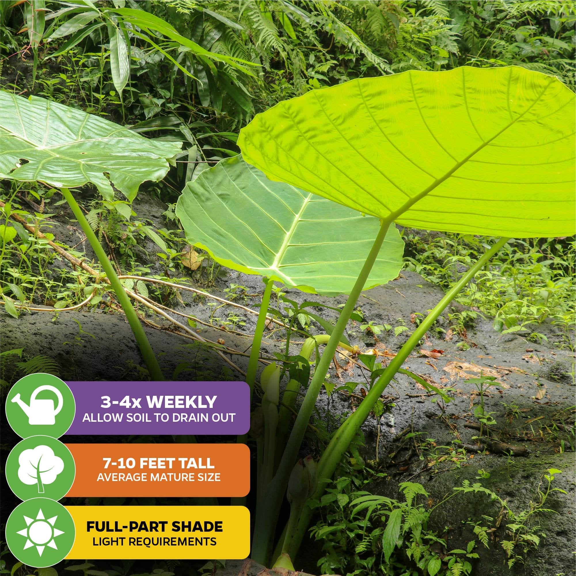giant elephant ear plants Thailand Giant Elephant Ear