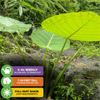 Thailand Giant Elephant Ear (Thai Giant) by Wellspring Gardens features large, bright green leaves. Grows 7–10 ft tall, prefers full to part shade, and needs watering 3–4 times a week. Thrives outdoors among rocks and ferns.