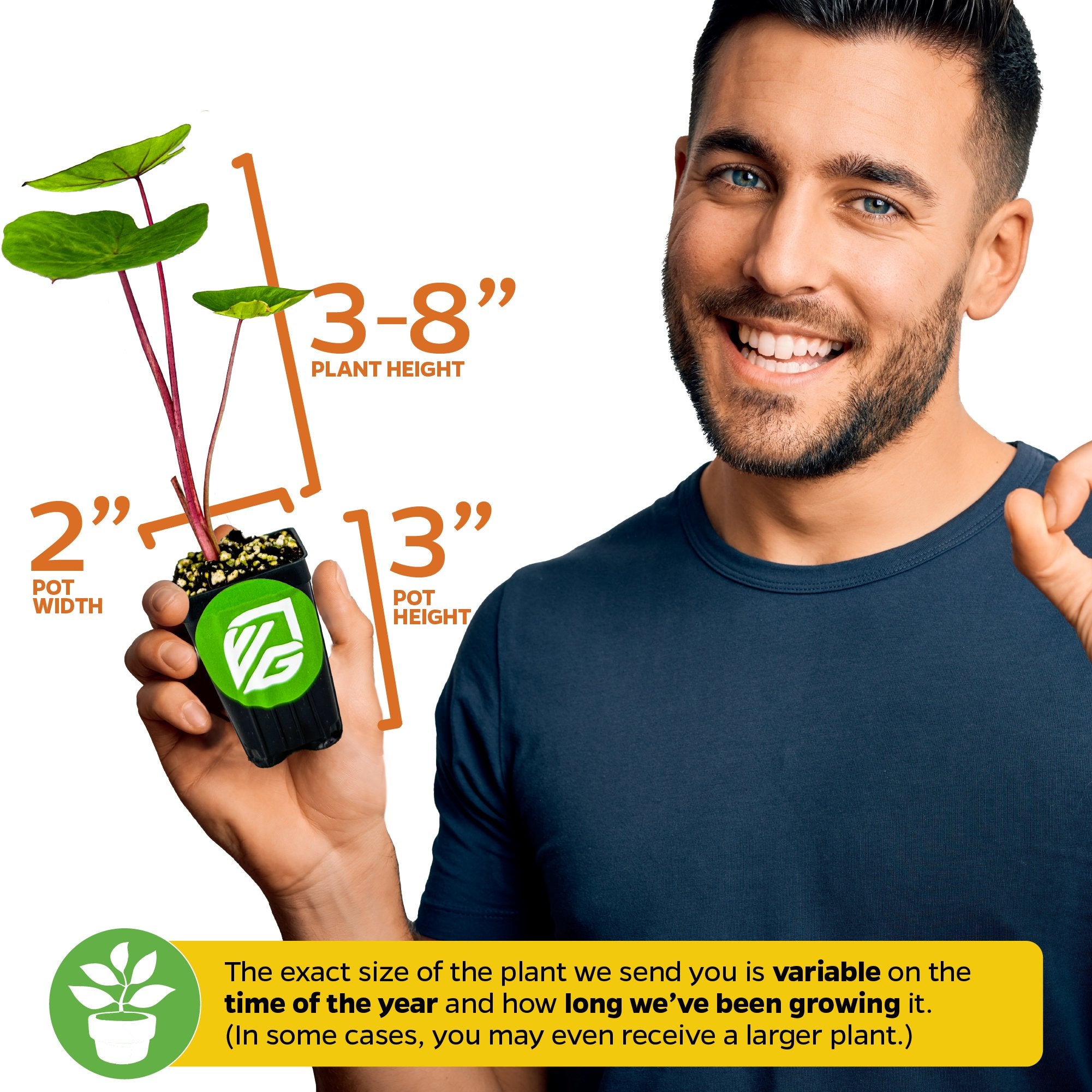 A smiling man holds a Wellspring Gardens Lemon-Lime Gecko Elephant Ear (Colocasia esculenta) in a small pot with green leaves. Illustrated sizes: plant height 3–8", pot 3", width 2". Plant size varies by season and growth.