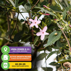 Pink Jasmine - Jasminum polyanthemum by Wellspring Gardens features fragrant blooms and lush foliage. Care tips: USDA zones 8-11 (indoors as houseplant), slower winter growth, and use 10-30-20 fertilizer for best results.