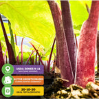 Close-up of lush green leaves and red stems of the Imperial Red Elephant Ear - Alocasia by Wellspring Gardens, featuring USDA Zones 9-11, winter dormancy info, and a recommended 20-10-20 fertilizer ratio for best growth.