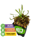 The Wellspring Gardens Cape Sundew Carnivorous Plant (Drosera capensis) comes in a black pot with moss, 1-4 inches tall at arrival. Sticky hairs trap insects. Includes 30-day guarantee. Perfect for beginners!.