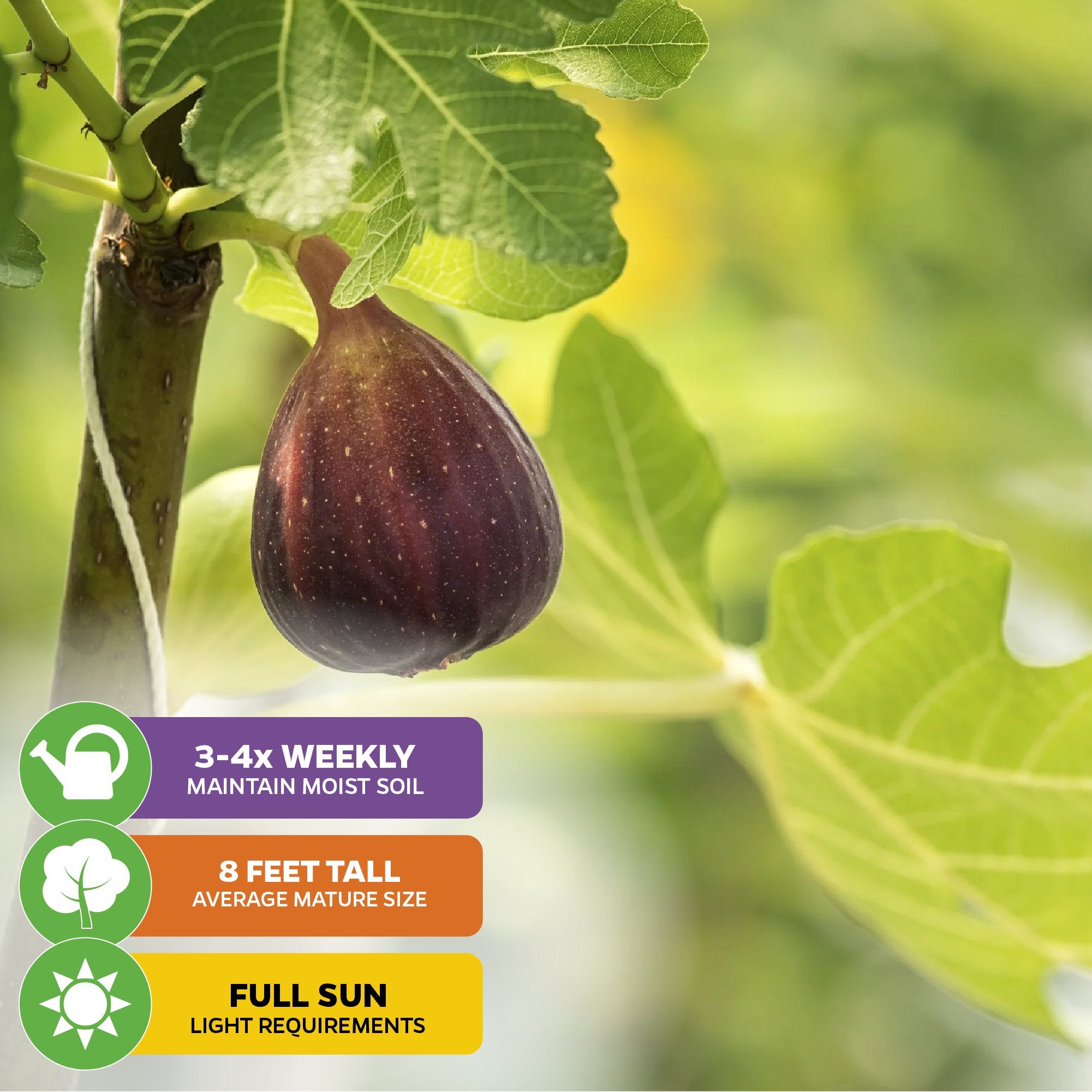 A ripe Letizia Fig - Ficus carica from Wellspring Gardens hangs among green leaves. Below, icons indicate: water 3-4x/week, matures to 8 ft tall, and thrives in full sun.