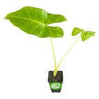 The Wellspring Gardens Lutea Elephant Ear (Alocasia) features two large, green, heart-shaped leaves on long pale stems in a small black pot with soil, set against a white background.