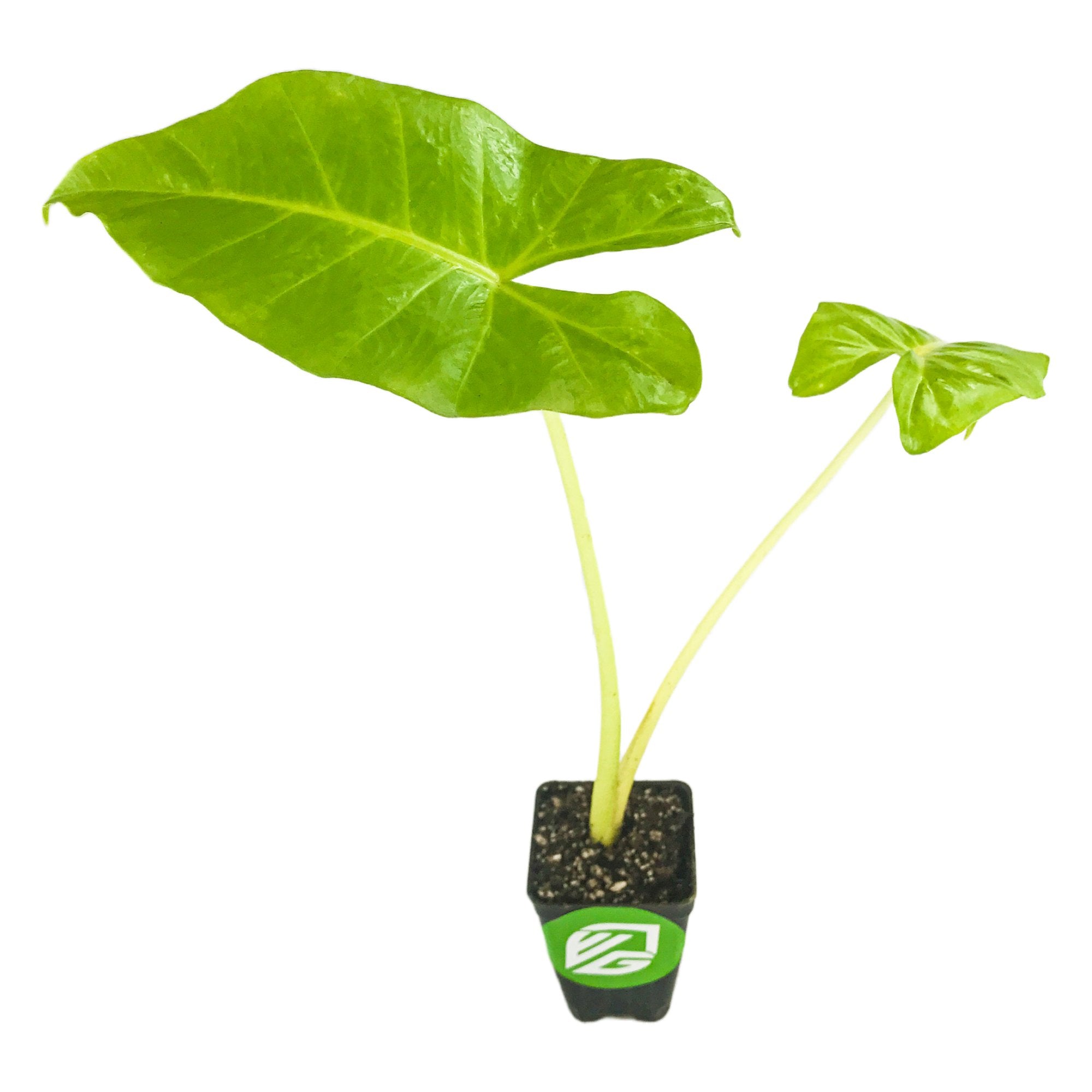 The Wellspring Gardens Lutea Elephant Ear (Alocasia) features two large, green, heart-shaped leaves on long pale stems in a small black pot with soil, set against a white background.