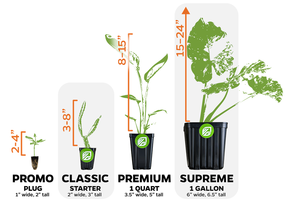 Four potted plants in increasing sizes are labeled: Promo (2-4 tall), Classic (3-8 tall), Premium (8-15 tall), and Supreme (15-24" tall), showing plant and pot dimensions for each size.
