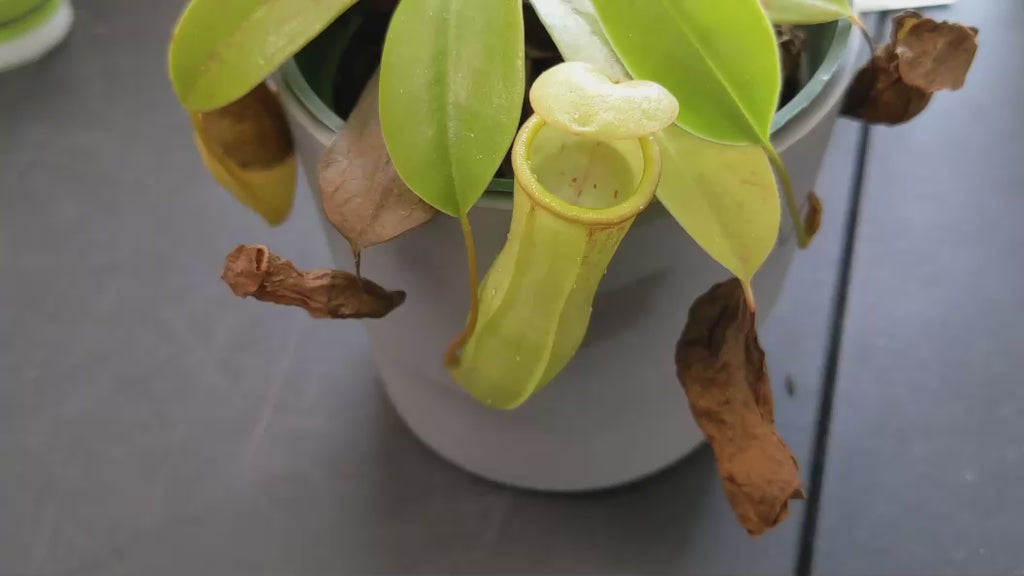 Carnivorous Plant Food, 2.5 OZ