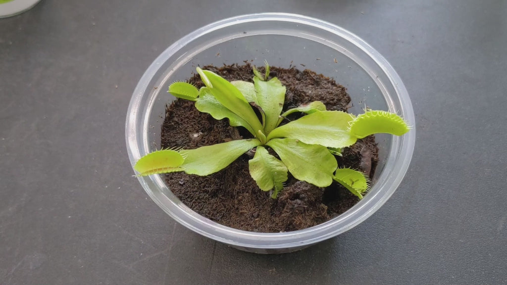 Carnivorous Plant Food, 2.5 OZ