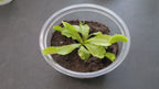 Carnivorous Plant Food, 2.5 OZ