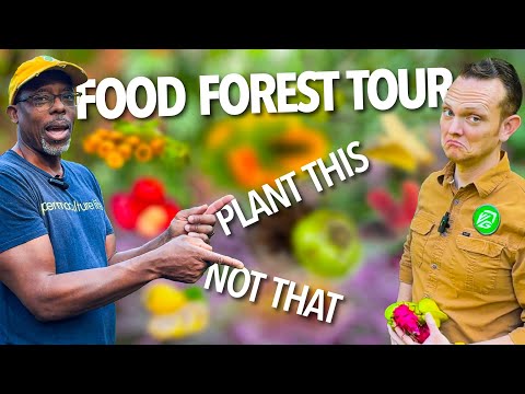 Dwarf Namwa Banana (Thai Pisang Awak) - Musa