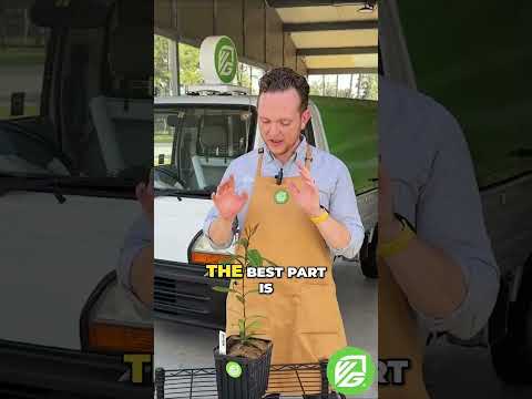 Bay Rum - Pimenta racemosa - (3/4 Gallon Pot)