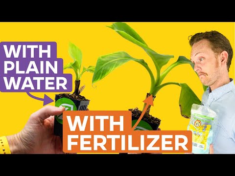 banana leaf plant fertilizer Banana Fuel Plant Fertilizer - Water-Soluble 15-5-30 Blend