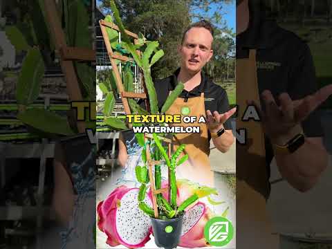 Vietnamese Jaina White Dragon Fruit (4-gallon) - Hylocereus undatus
