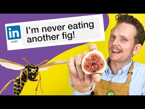 Lattarula Honey Fig (Italian Honey) - Ficus carica