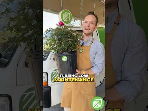 Louis Philippe Rose (Florida Cracker Rose) - Rosa chinensis (3-Gallon Pot)