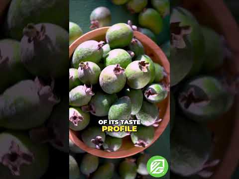 Feijoa - Pineapple Guava (1-gallon) - Acca sellowiana