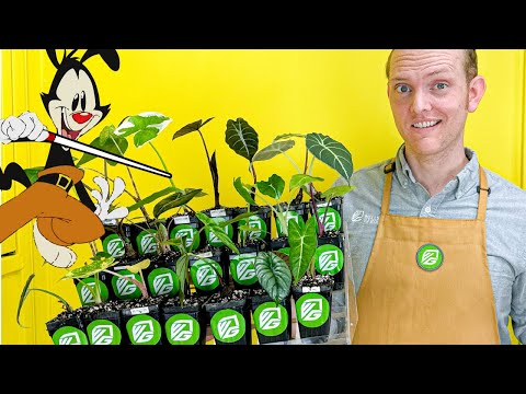 Purple Cloak Elephant Ear - Alocasia – Wellspring Gardens