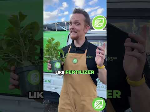 Maze Plant (Ant Plant) - Hydnophytum papuanum (4" pot)