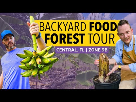 Bundle (4) of Fast-fruiting Bananas: Kokopo + Goldfinger + Gran Nain + Sweetheart