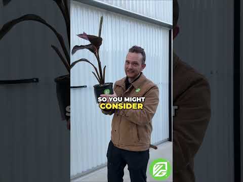 Pink Nono Variegated Banana (Ornamental) - Musa 'Nono' - (1 Gallon Pot)