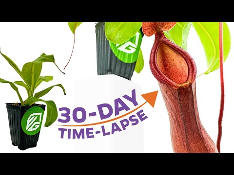 Alata Carnivorous Pitcher Plant - Nepenthes