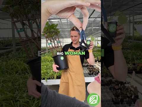 Vincent Female Kiwi Vine (4-gallon) - Actinidia chinensis