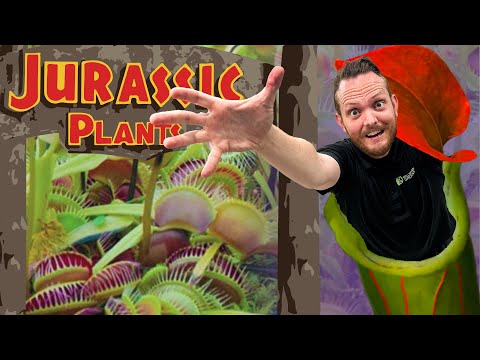 Bundle (4) of Venus Fly Traps: Akai Ryu + Dente + King Henry +